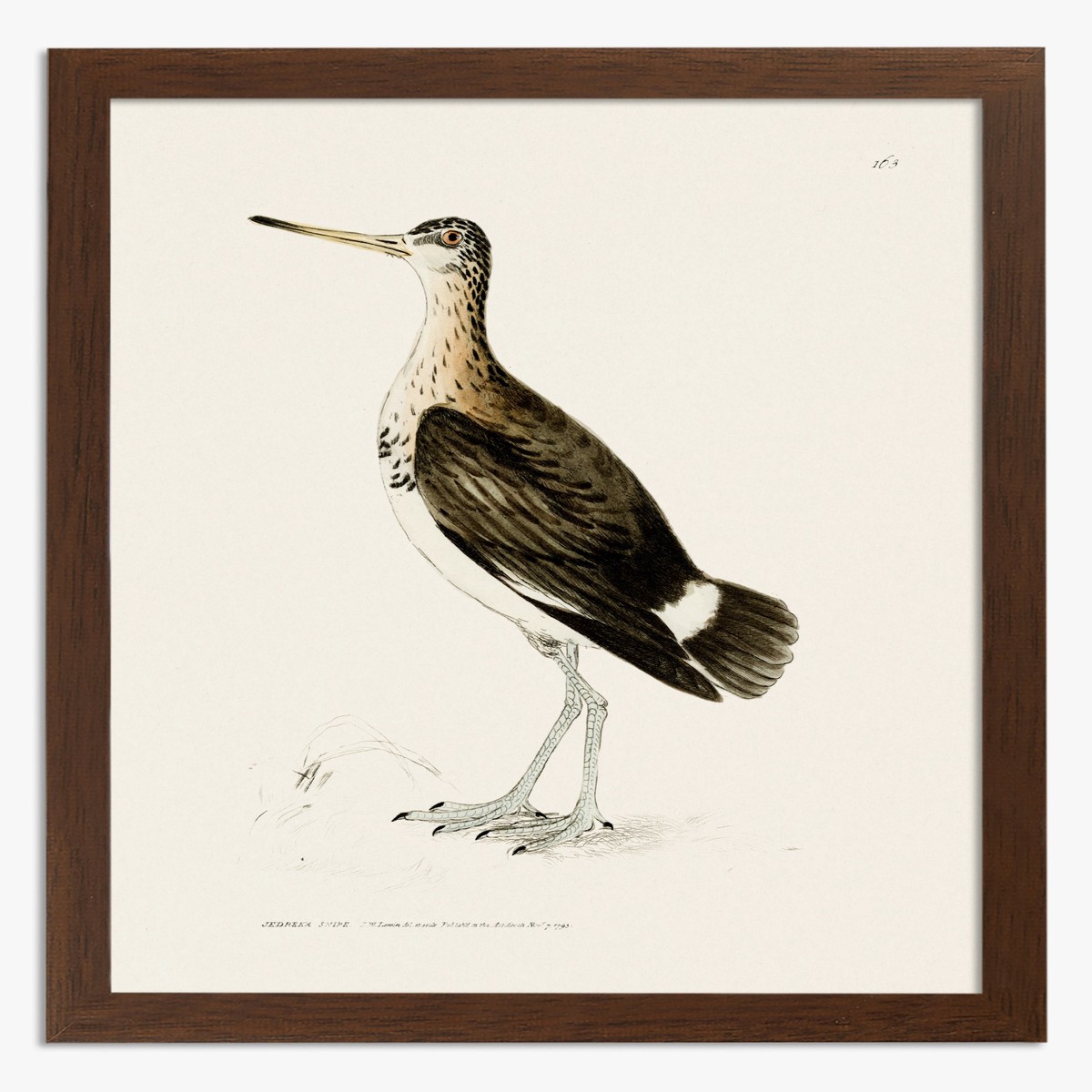 Jedreka Snipe by William Lewin Art Print