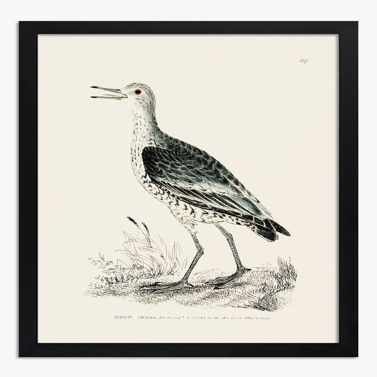 Knot by William Lewin Art Print