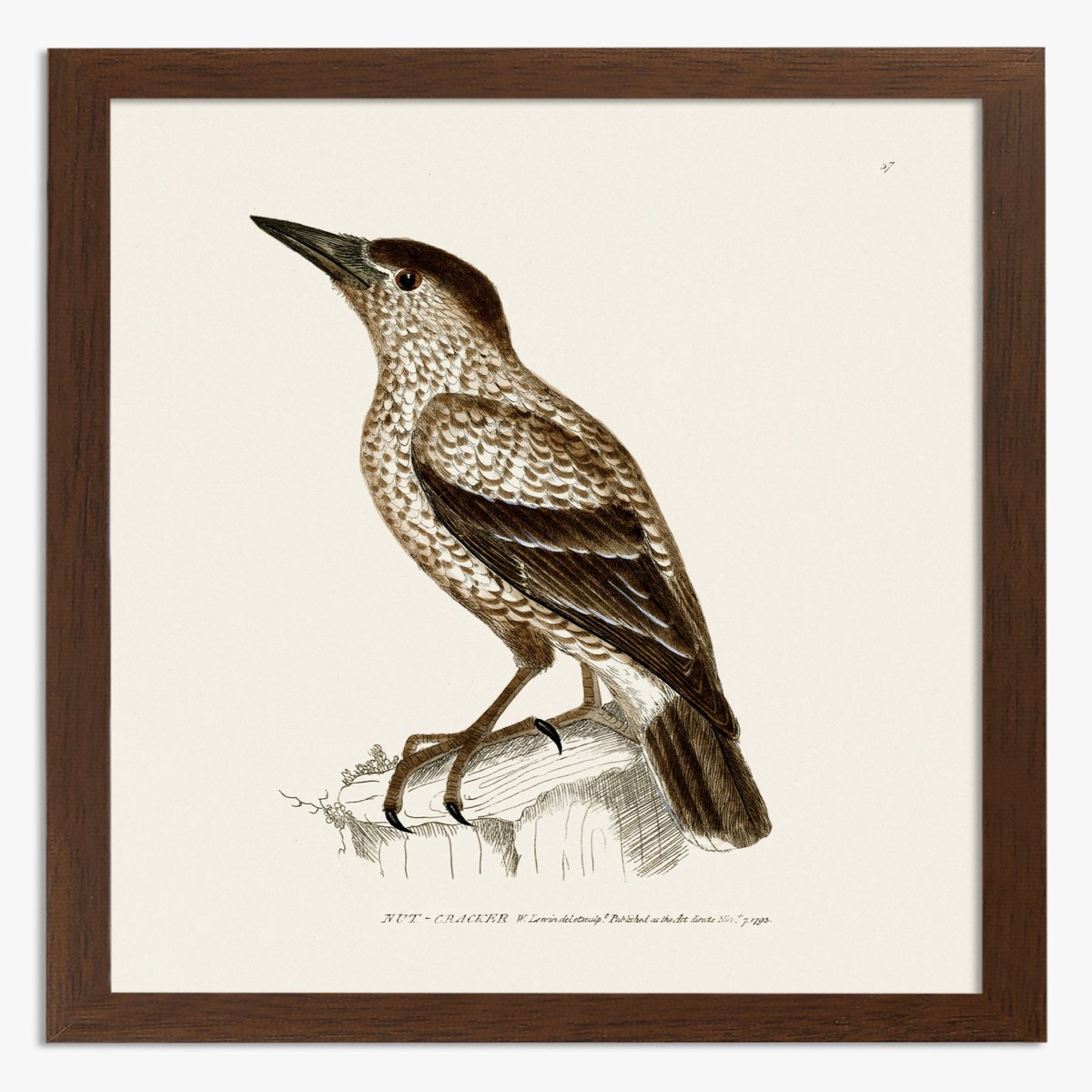 Nutcracker Bird by William Lewin Art Print