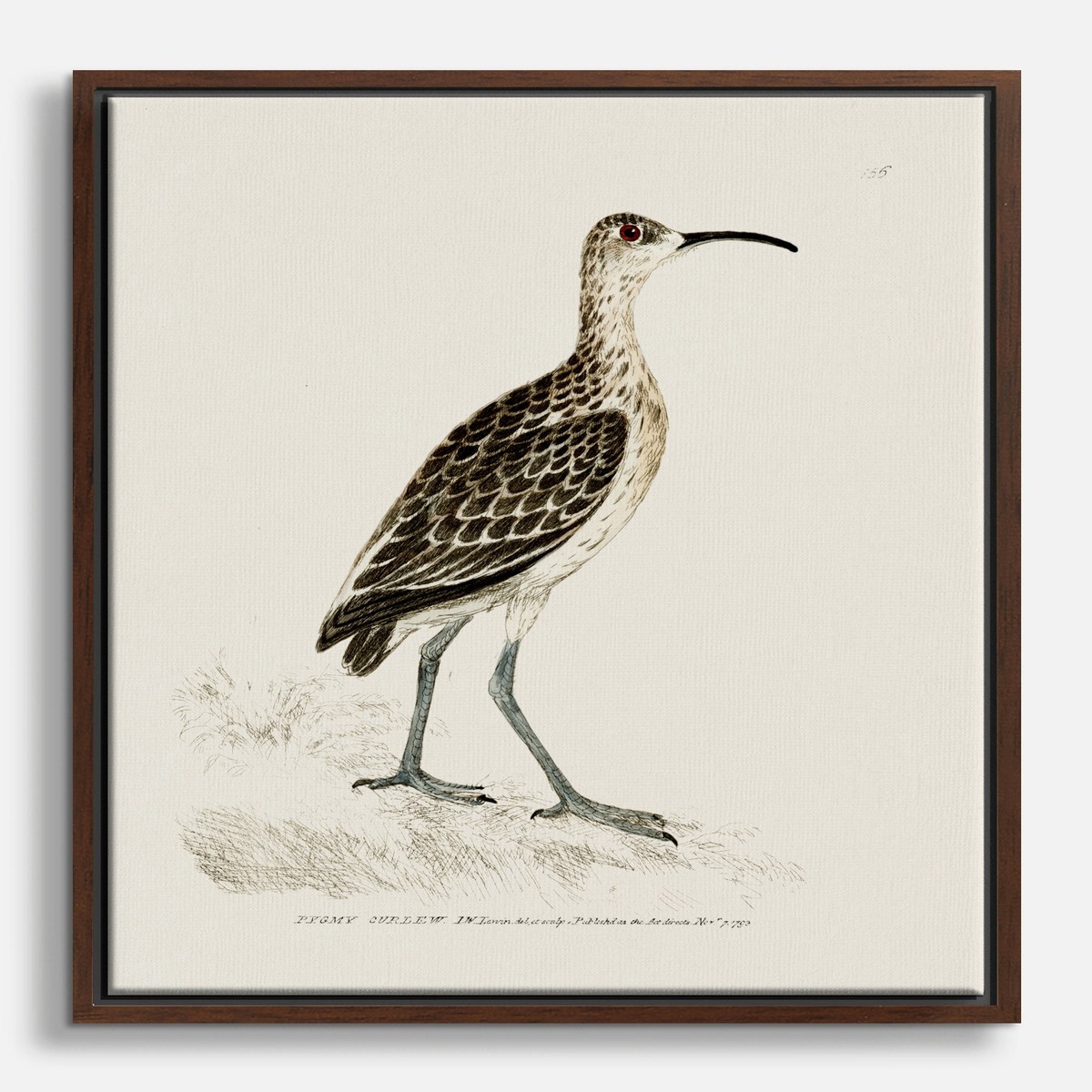 Pygmy Curlew by William Lewin Canvas Print