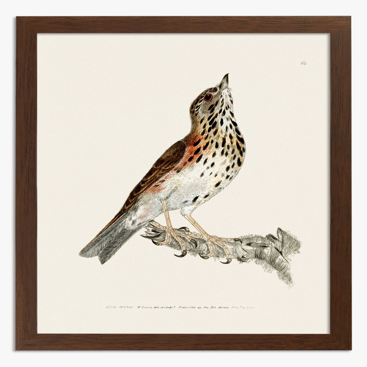 Red-Wing by William Lewin Art Print