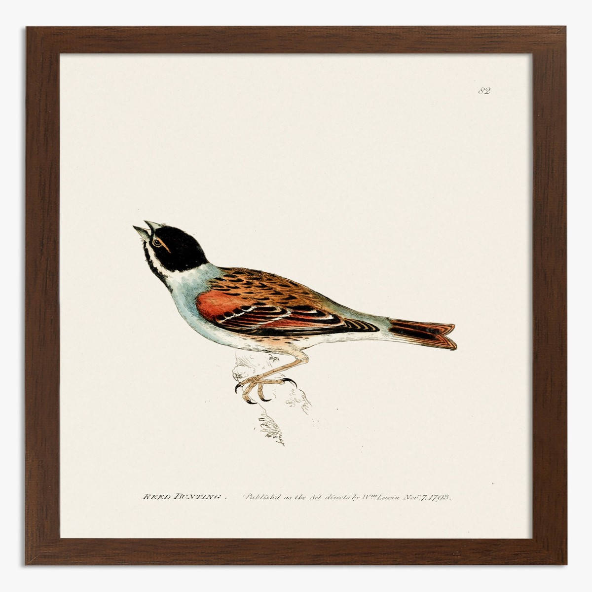 Reed Bunting by William Lewin Art Print