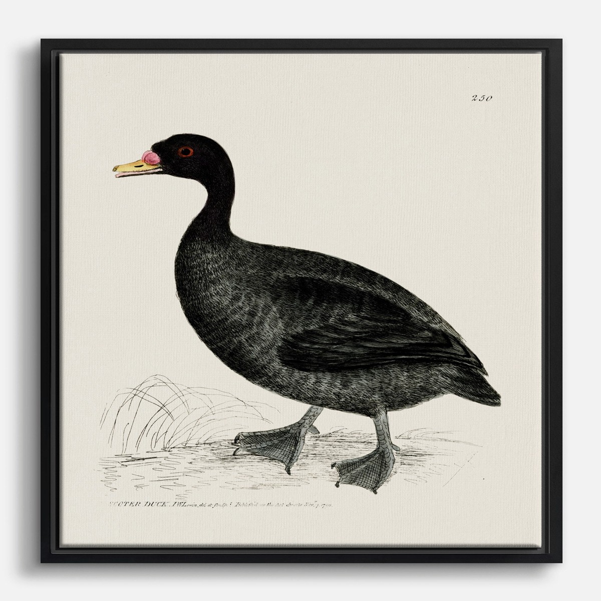 Scoter Duck by William Lewin Canvas Print