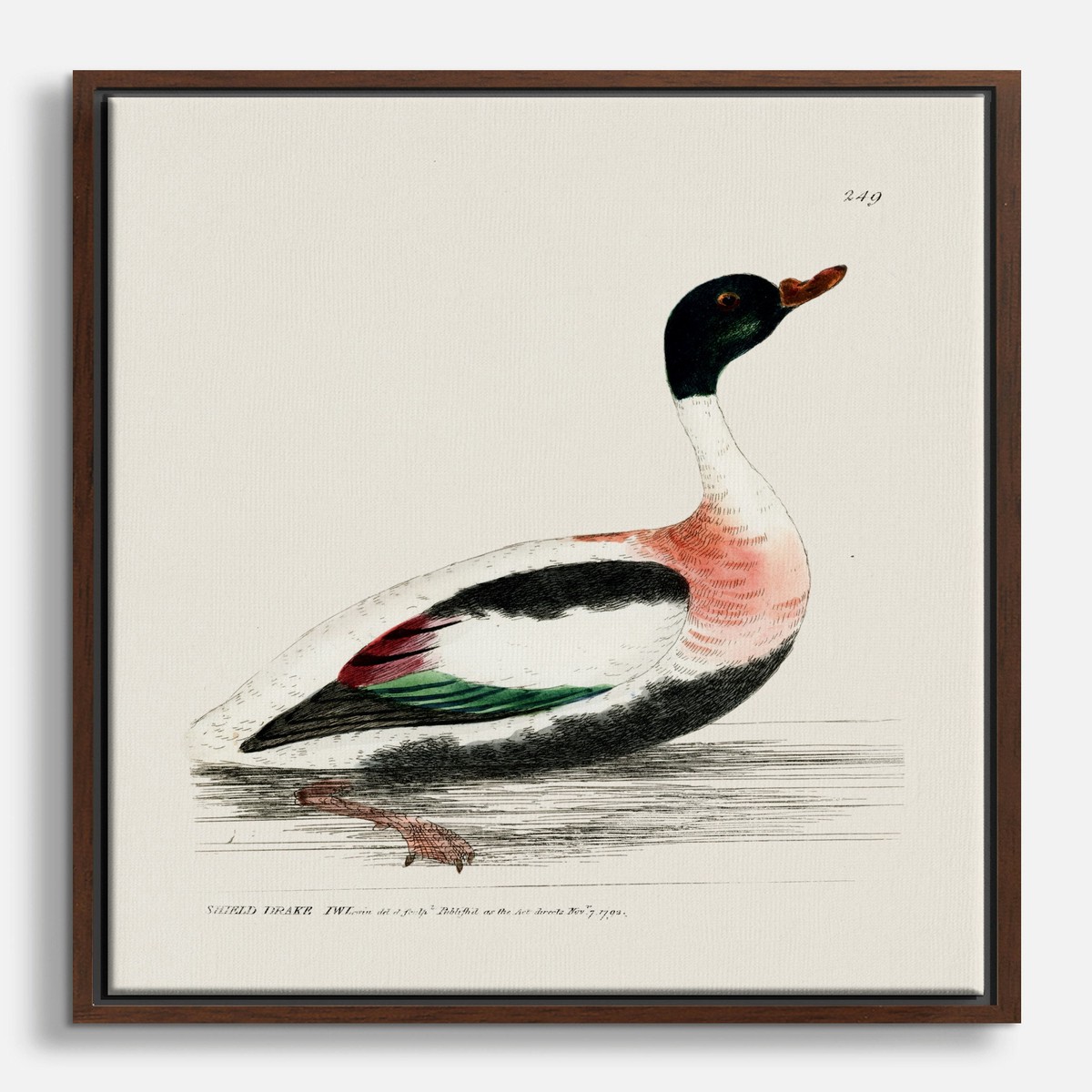 Shield Drake by William Lewin Canvas Print