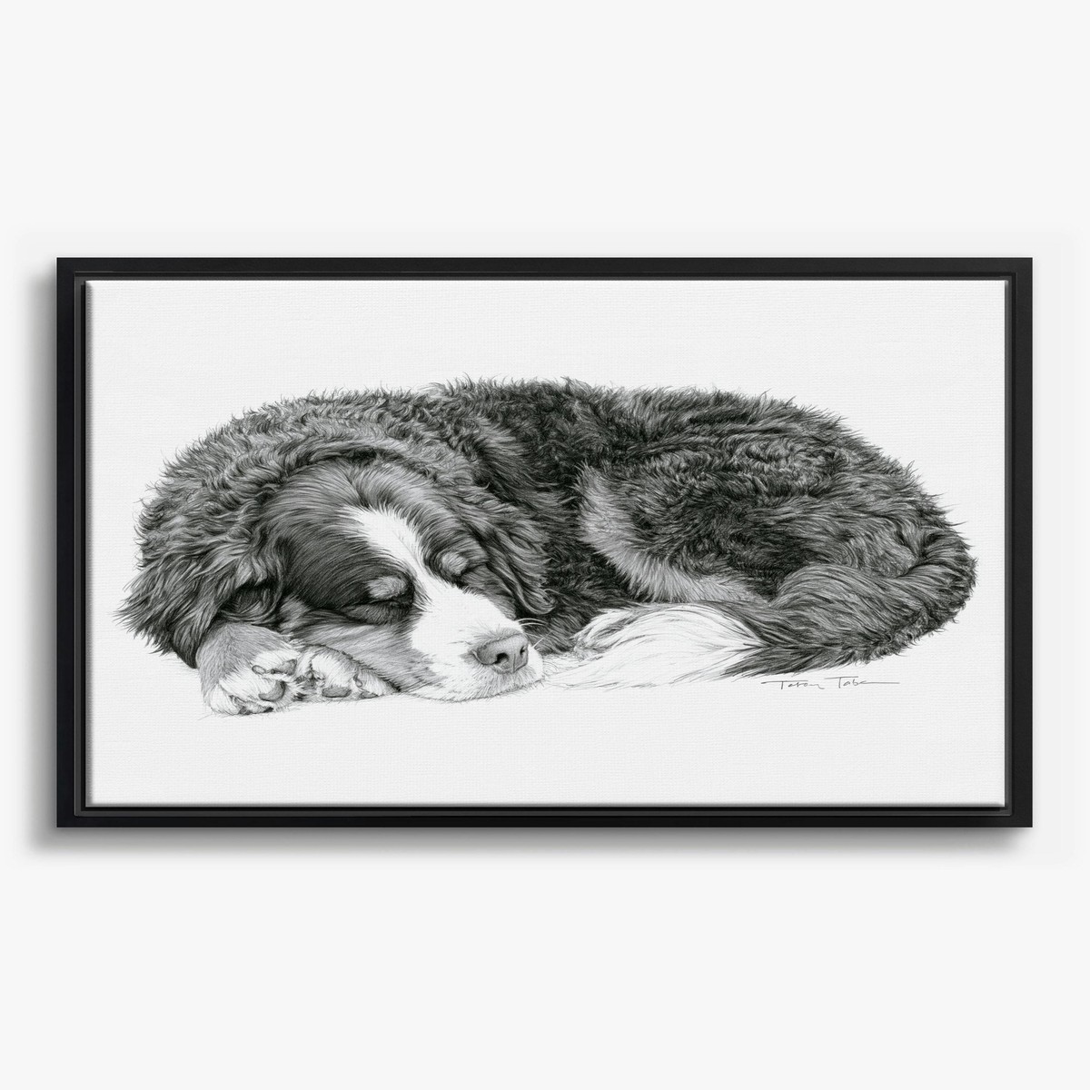 Sleeping Bernese Mountain Dog Canvas Print