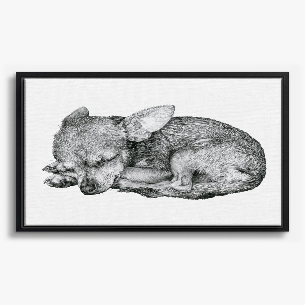 Sleeping Chihuahua Pencil Study Canvas Print