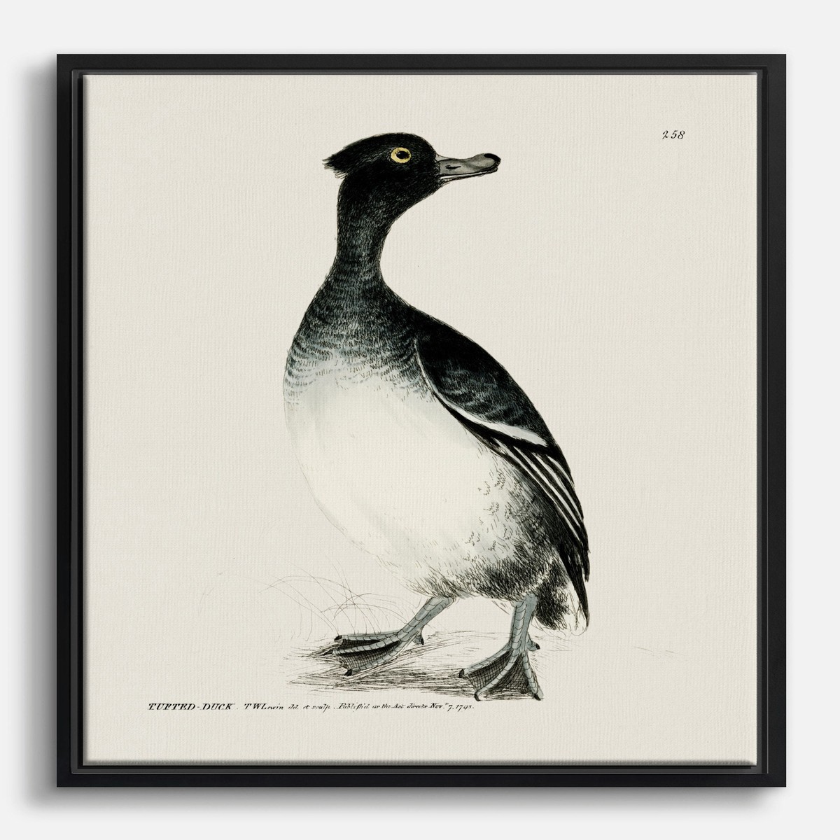 Tufted Duck by William Lewin Canvas Print