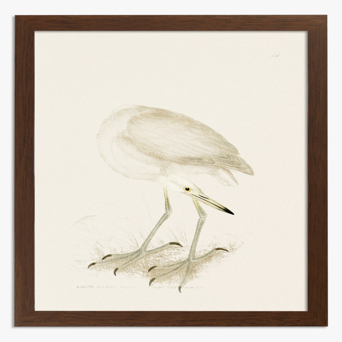 White Heron by William Lewin Art Print