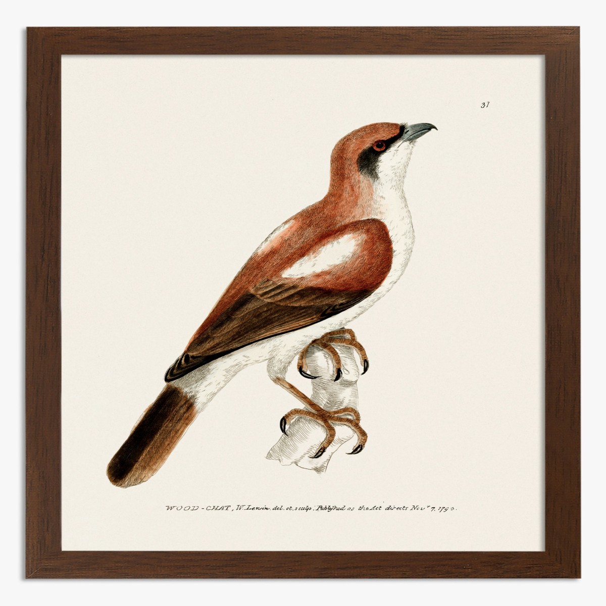 Wood-chat by William Lewin Art Print