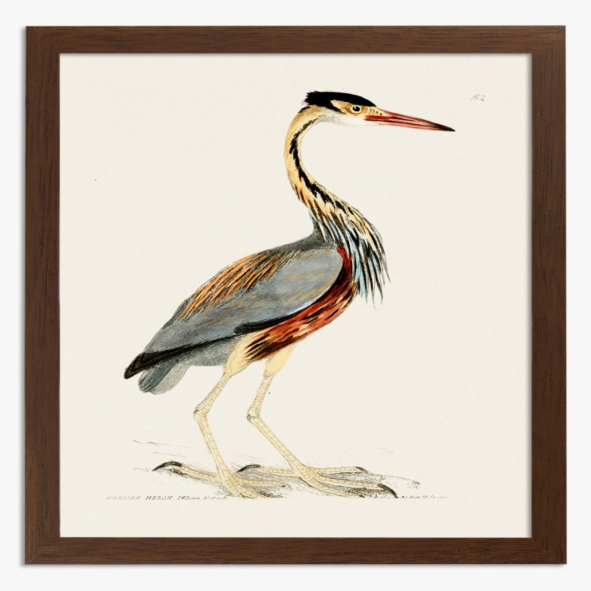 African Heron by William Lewin Art Print